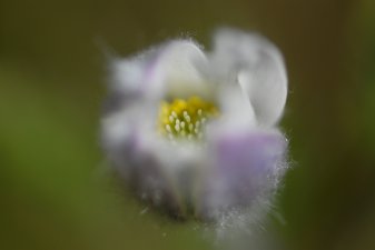 Anémone des Alpes