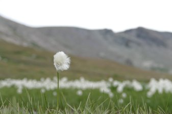 Linaigrette
