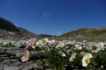 Renoncule des glaciers