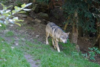 Le loup